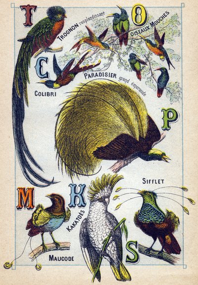 Plate 3: Shining Core, Fly Birds, Hummingbird, Emerald Paradise, Kakatoes, Whistle, Maucode. Engraving in "Syllabary Alphabet of Birds". Serie A. Pellerin et Cie, printers-publishers, Epinal, late 19th century. by French School