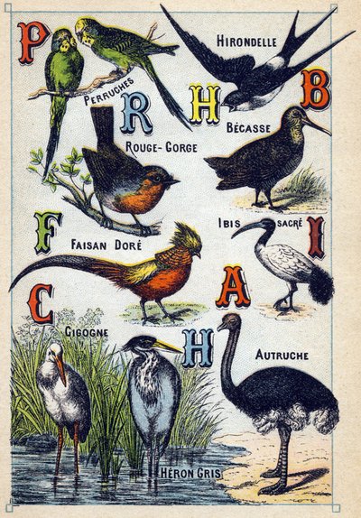 Plate 4: Parakeets, Swallow, Red Throat, Beech, Dore Pheasant, Sacred Ibis, Stork, Ostrich, Grey Heron. Engraving in "Syllabary Alphabet of Birds". Serie A. Pellerin et Cie, printers-publishers, Epinal, late 19th century. by French School