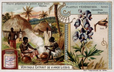 Poison plants: aconite and African preparing poison for their arrows - chromo. Liébig, late 19th century by French School