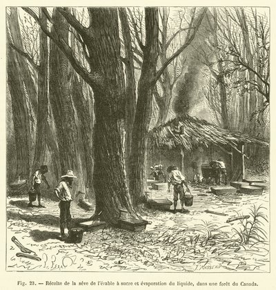 Harvesting Maple Sap and Evaporating the Liquid in a Canadian Forest (engraving) by French School