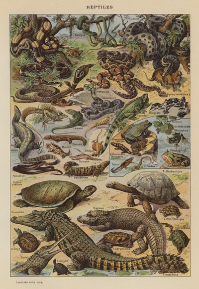 Reptiles by French School