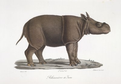 Javan rhinoceros, from Histoire Naturelle des Mammifères by French School