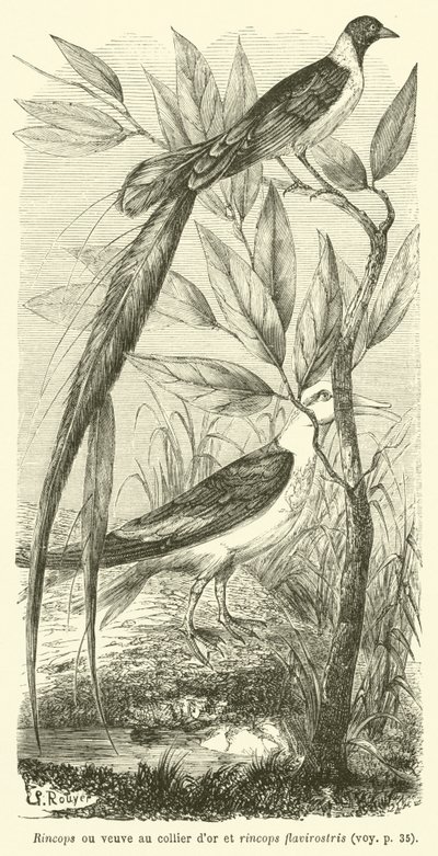 Rincops or Widow with Golden Collar and Rincops Flavirostris (engraving) by French School