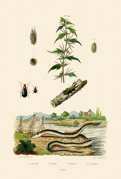 Rough Cockleburr by French School