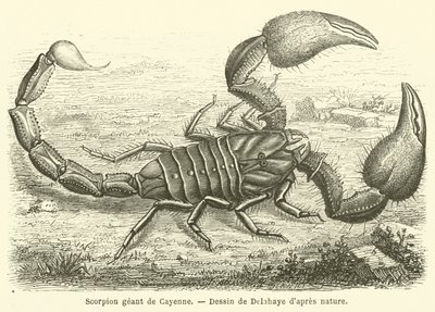 Giant Scorpion of Cayenne by French School