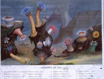 Sea Anemones, from a Book Published by Hachette by French School