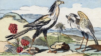 Secretary Bird (Engraving in "Buffon Alphabet des Oiseaux n 2") by French School