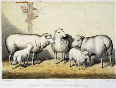 Sheep and lambs of the Brebières herd - Lithography by French School