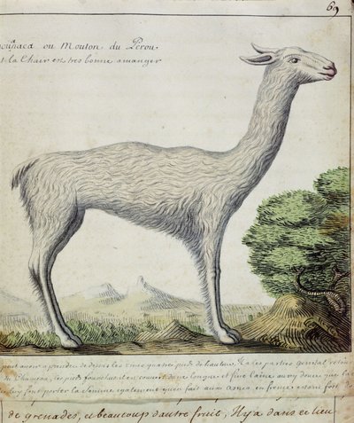 Sheep of Peru (Llama or Alpaca) by French School
