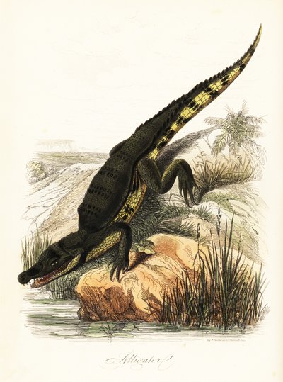 Spectacled Caiman by French School