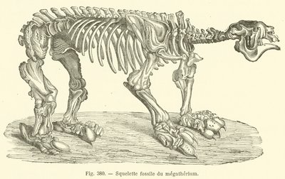 Fossil Skeleton of the Megatherium by French School