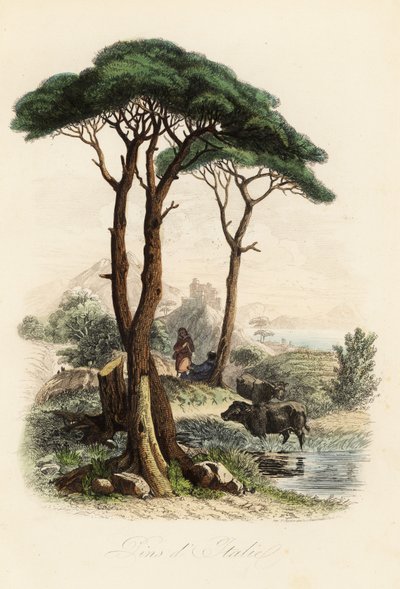 Stone Pine, Pinus Pinea by French School