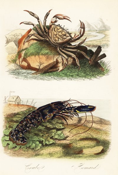 Tasmanian Giant Crab and European Lobster by French School