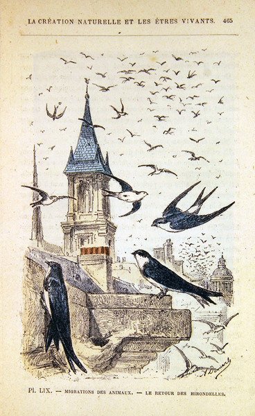 The Return of the Swallows. c.1880 by French School