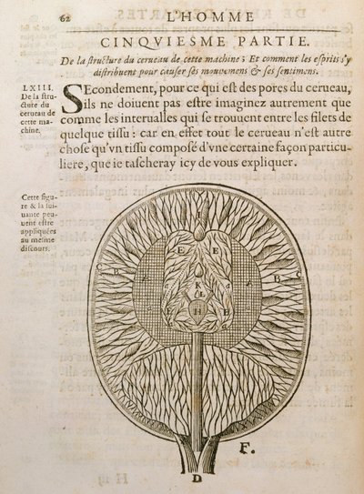 The Structure of the Brain, from De Homine Figuris by Rene Descartes by French School