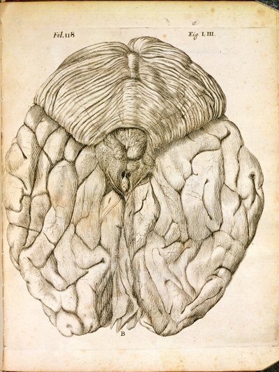 The Structure of the Brain, from De Homine Figuris by Rene Descartes, published in The Hague, 1662 by French School