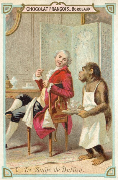 The ape of the Comte de Buffon, French naturalist by French School