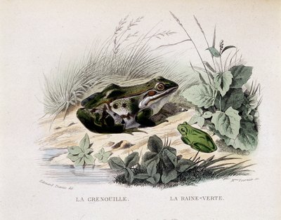 The Frog and the Green Rain - in 