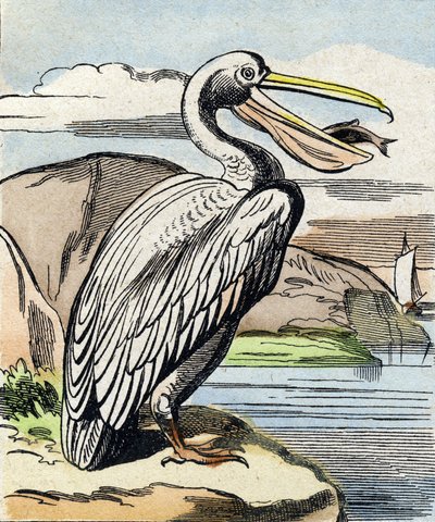 The Pelican (Engraving in "Buffon Alphabet des Oiseaux n 1") by French School