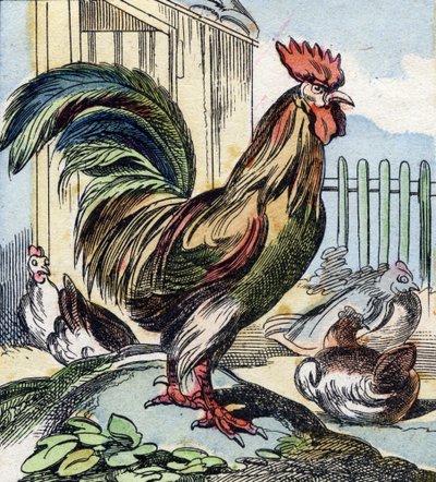 The Rooster (Engraving in "Buffon Alphabet des Oiseaux n 2") by French School