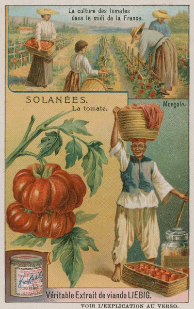 Tomato by French School