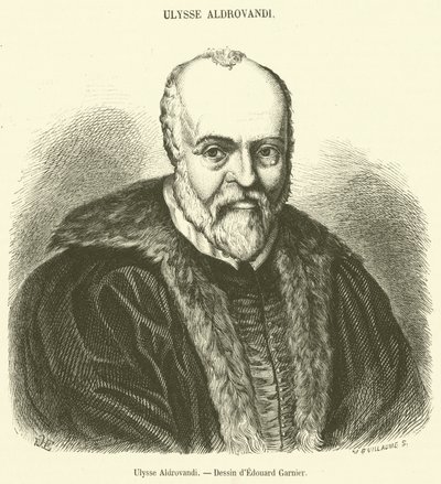Ulisse Aldrovandi (engraving) by French School