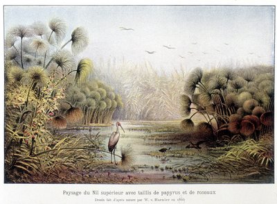 Upper Nile Passage with Papyrus and Reed Coppice by French School