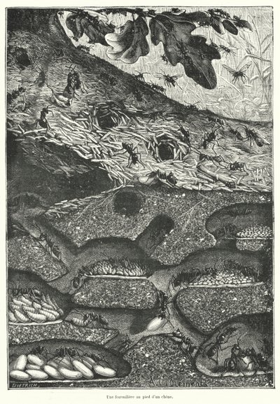 View of the Interior of an Ant Colony at the Foot of an Oak Tree by French School