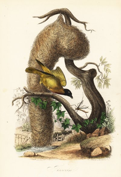 Village Weaver with Nest of Woven Grass by French School