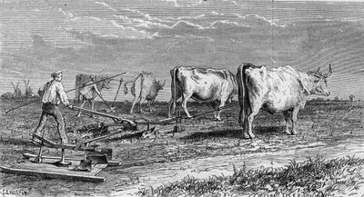 Viticulture in Medoc: plowing the vineyards with a plow drawn by oxen. Engraving in 