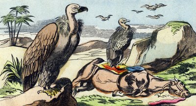 Vultures (Engraving in "Buffon Alphabet des Oiseaux n 1") by French School