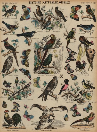 Wild Birds by French School