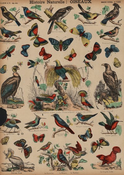 Wild Birds by French School