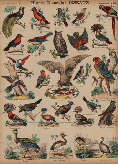 Wild birds by French School