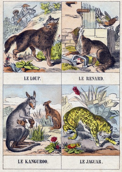 Wolf; Fox; Kangaroo; Jaguar (Engraving in "Buffon Alphabet des Animaux") by French School