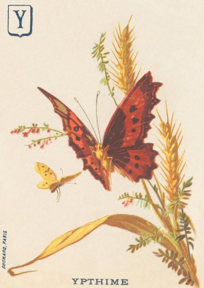 Ypthime (Apatura ilia or Lesser mars changeant) by French School