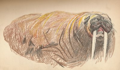 Sleepy and Cross, Pastel Sketch by Fridtjof Nansen