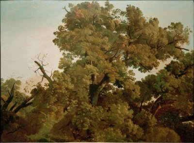 Oak by Friedrich Nerly