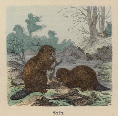 Beaver by Friedrich Specht