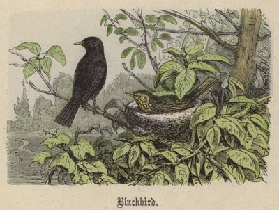 Blackbird by Friedrich Specht