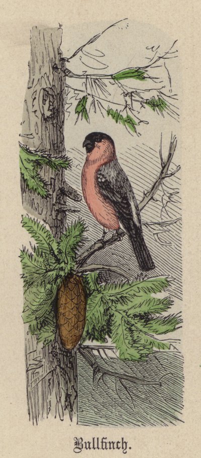 Bullfinch by Friedrich Specht