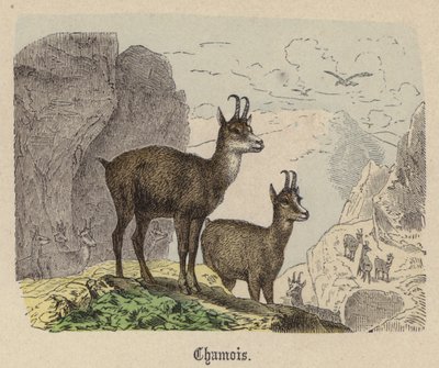 Chamois by Friedrich Specht