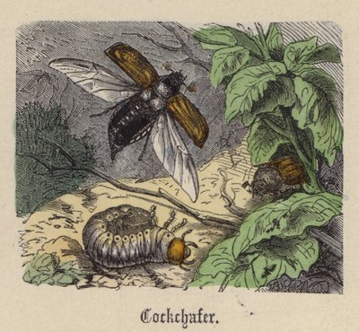 Cockchafer by Friedrich Specht