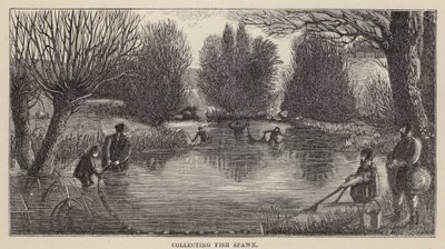 Collecting Fish Spawn by Friedrich Specht