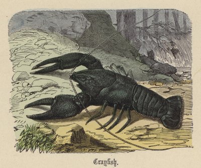 Crayfish by Friedrich Specht