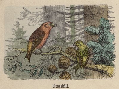 Crossbill by Friedrich Specht