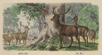 Fallow Deer, Red Deer by Friedrich Specht