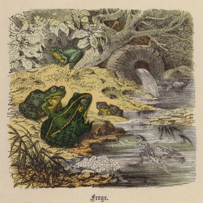 Frogs by Friedrich Specht