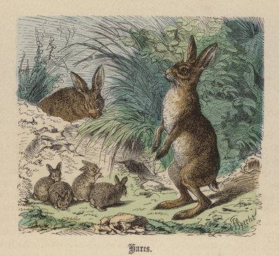 Hares by Friedrich Specht