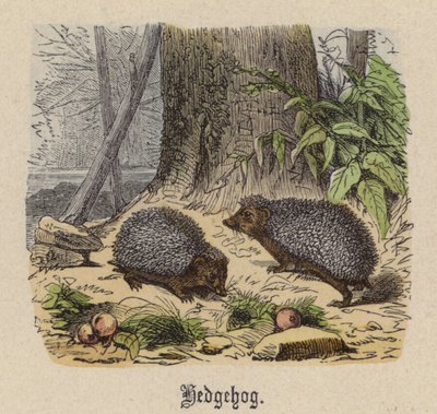 Hedgehog by Friedrich Specht